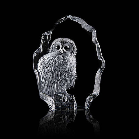 Tawny Owl