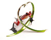 Frogman Arrow 2014