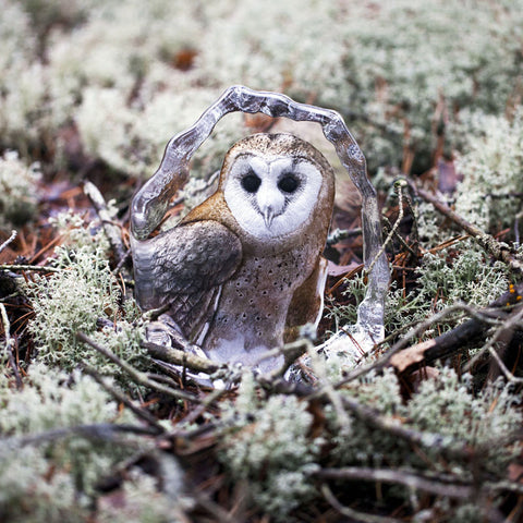 Mats Jonasson Barn Owl