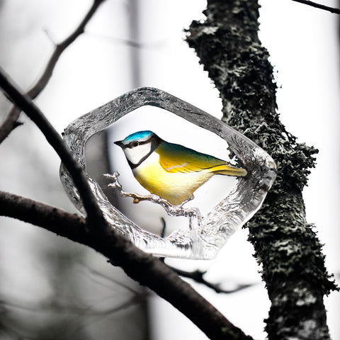 Mats Jonasson Blue Tit