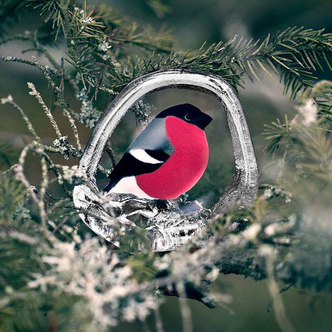 Mats Jonasson, Bullfinch