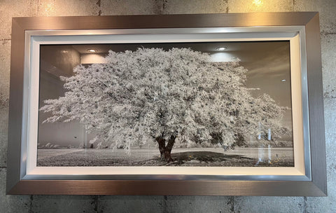 Clare Wright, Weeping Willow - Framed