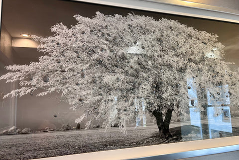 Clare Wright, Weeping Willow - Framed
