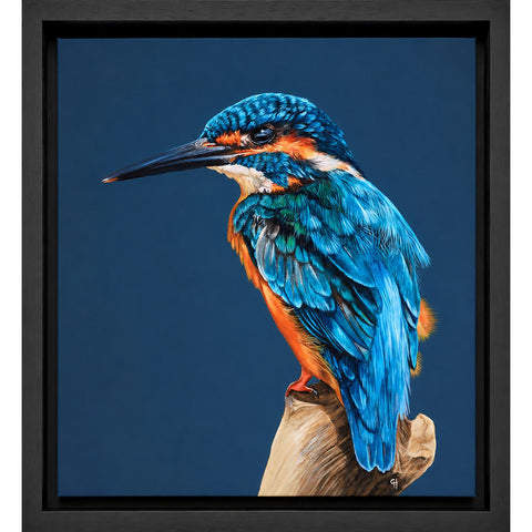 Gina Hawkshaw, Kingfisher - Framed