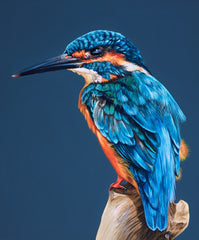 GINA HAWKSHAW - Kingfisher - Original