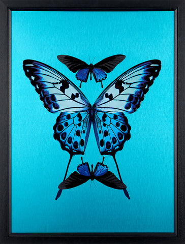 Maxim, Transcend - Framed