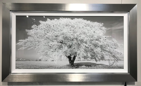 Clare Wright, Weeping Willow Silver Small - Framed