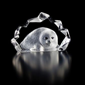 Mats Jonasson,Wildlife Baby Seal